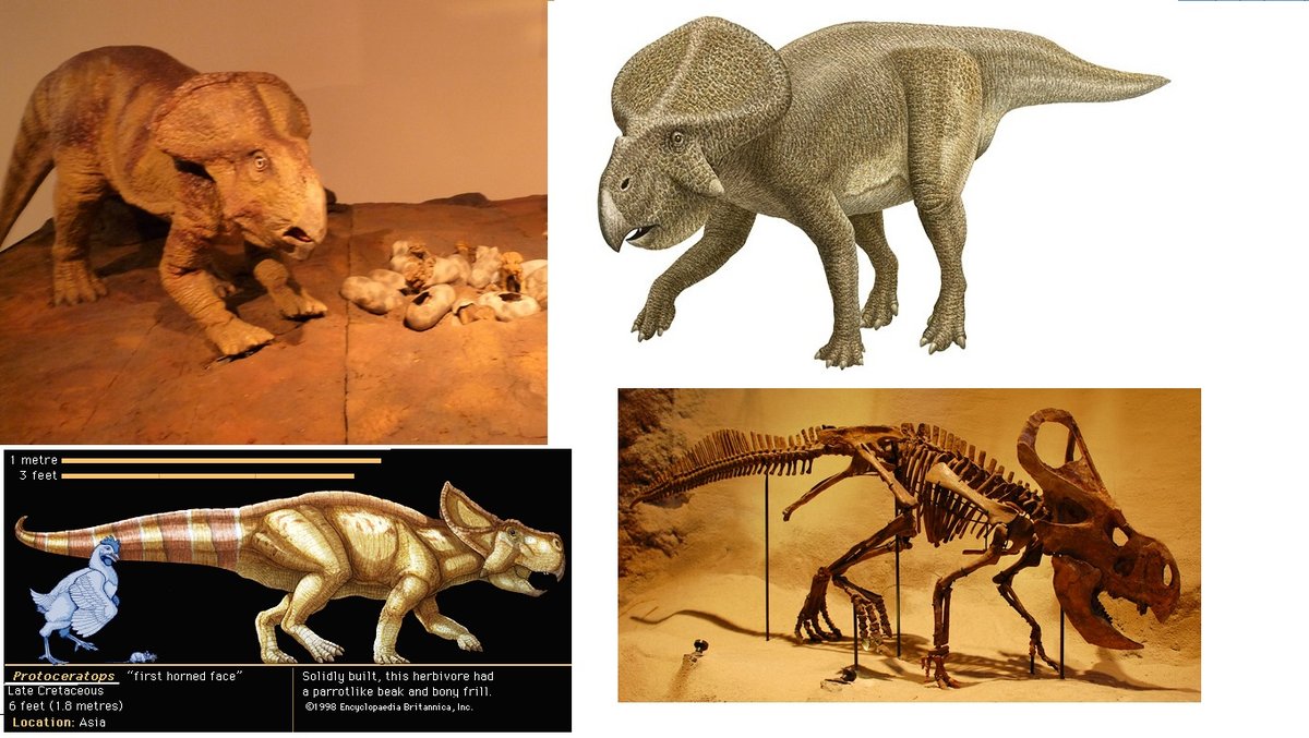 protoceratops3.jpg