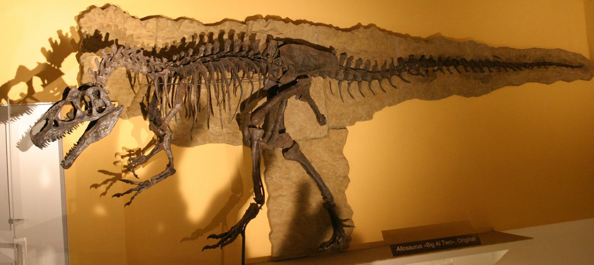 Allosaurus.