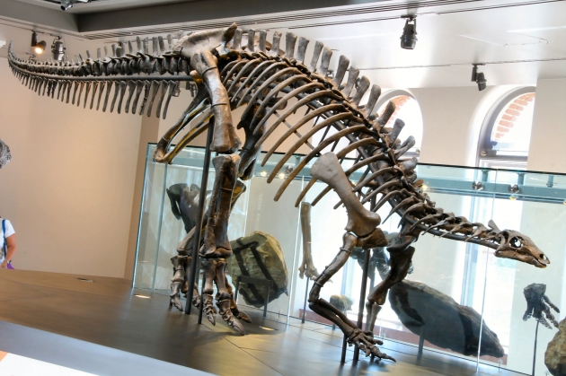 camptosaurus 001