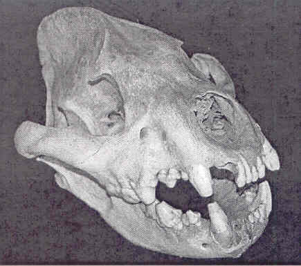 skull spelonk hyena